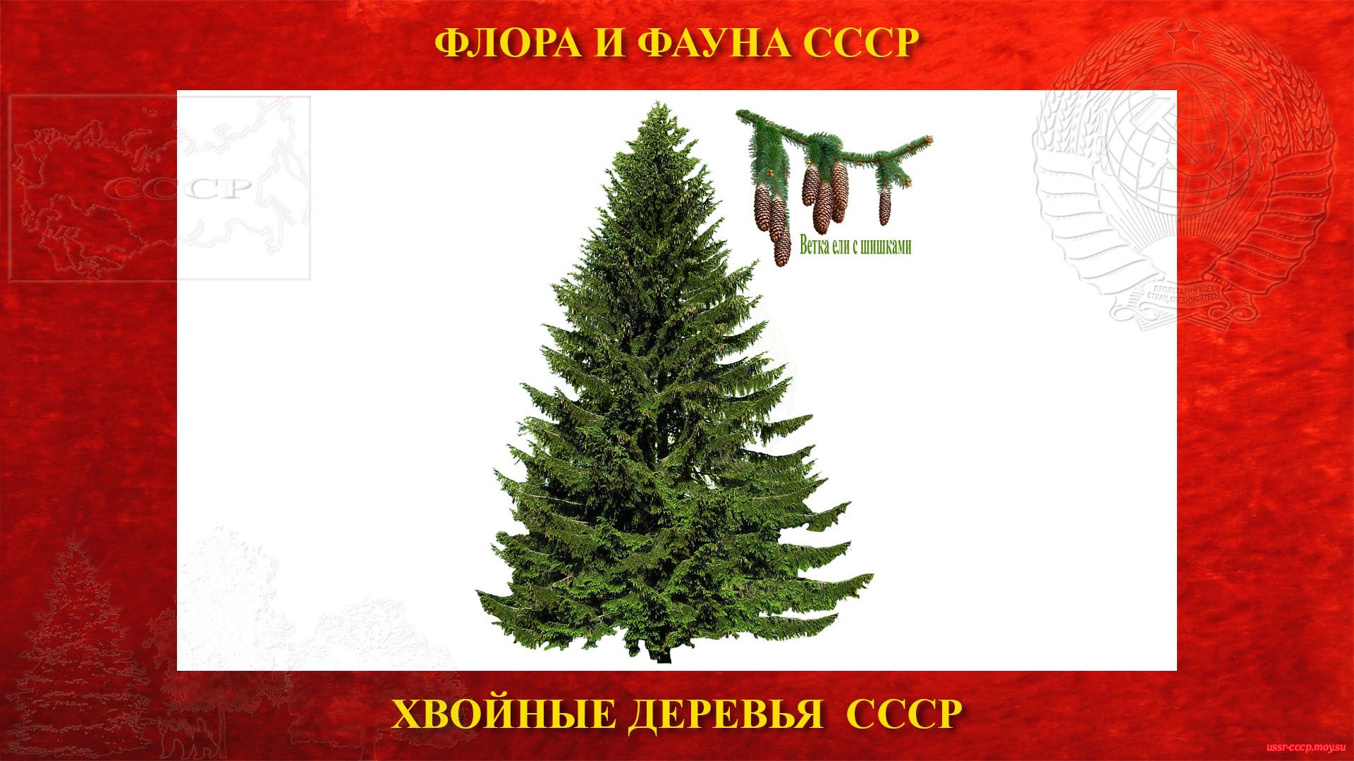 Ель — Хвойное дерево СССР (повествование)