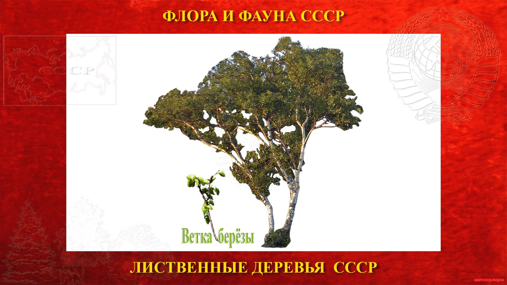 Карельская берёза — Лиственное дерево (повествование)