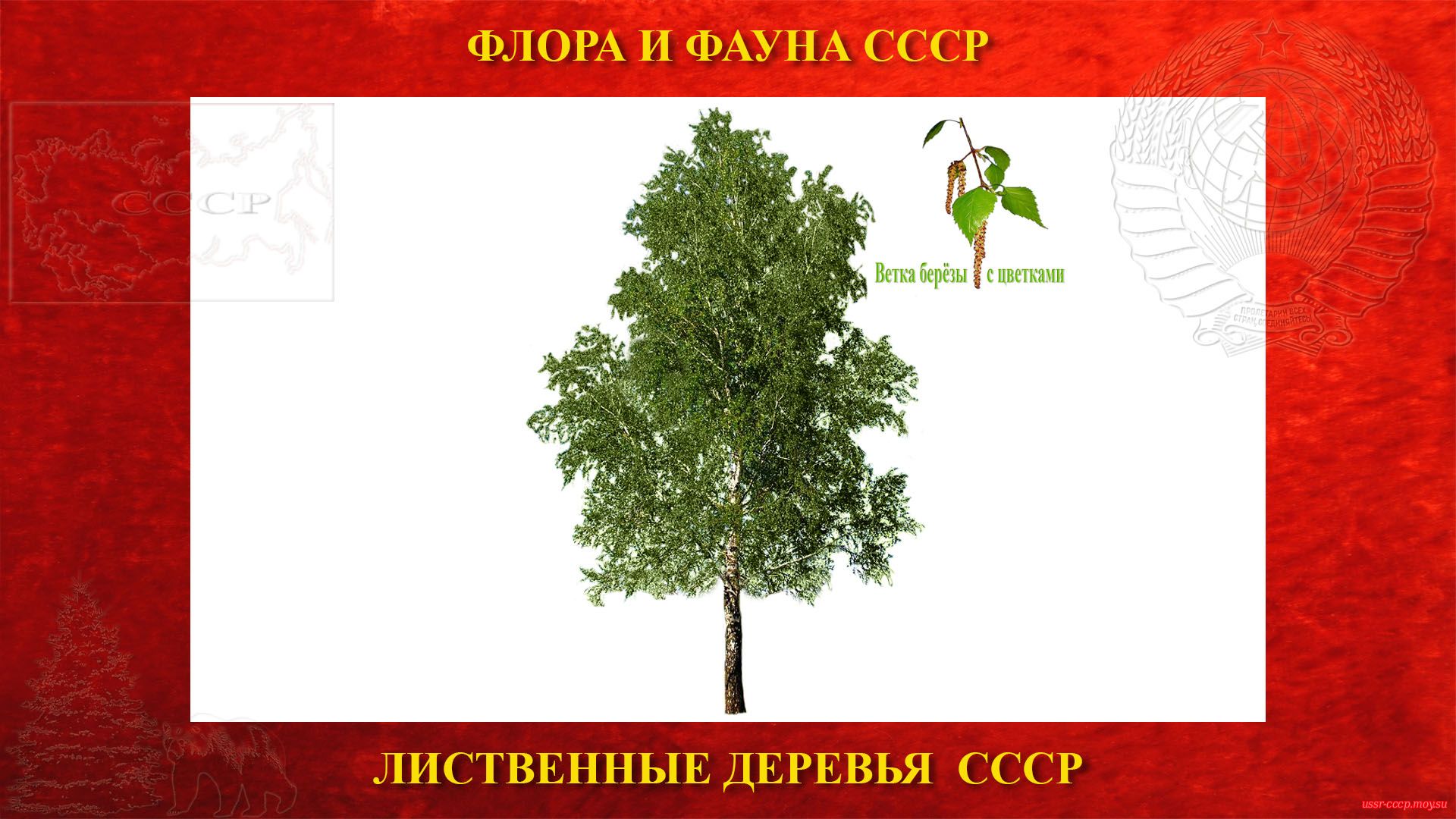 Берёза — Лиственное дерево СССР (повествование)