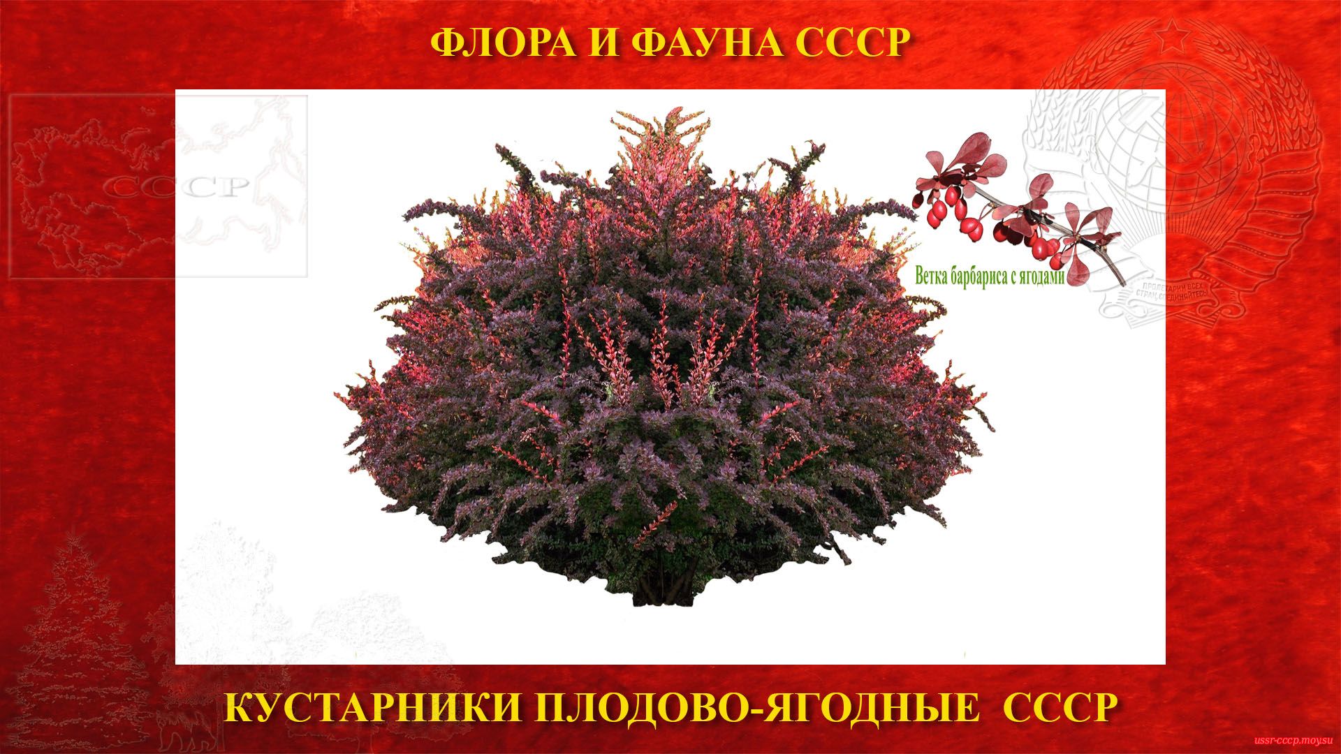 Барбарис — Кустарник плодово-ягодный листопадный СССР (повествование)