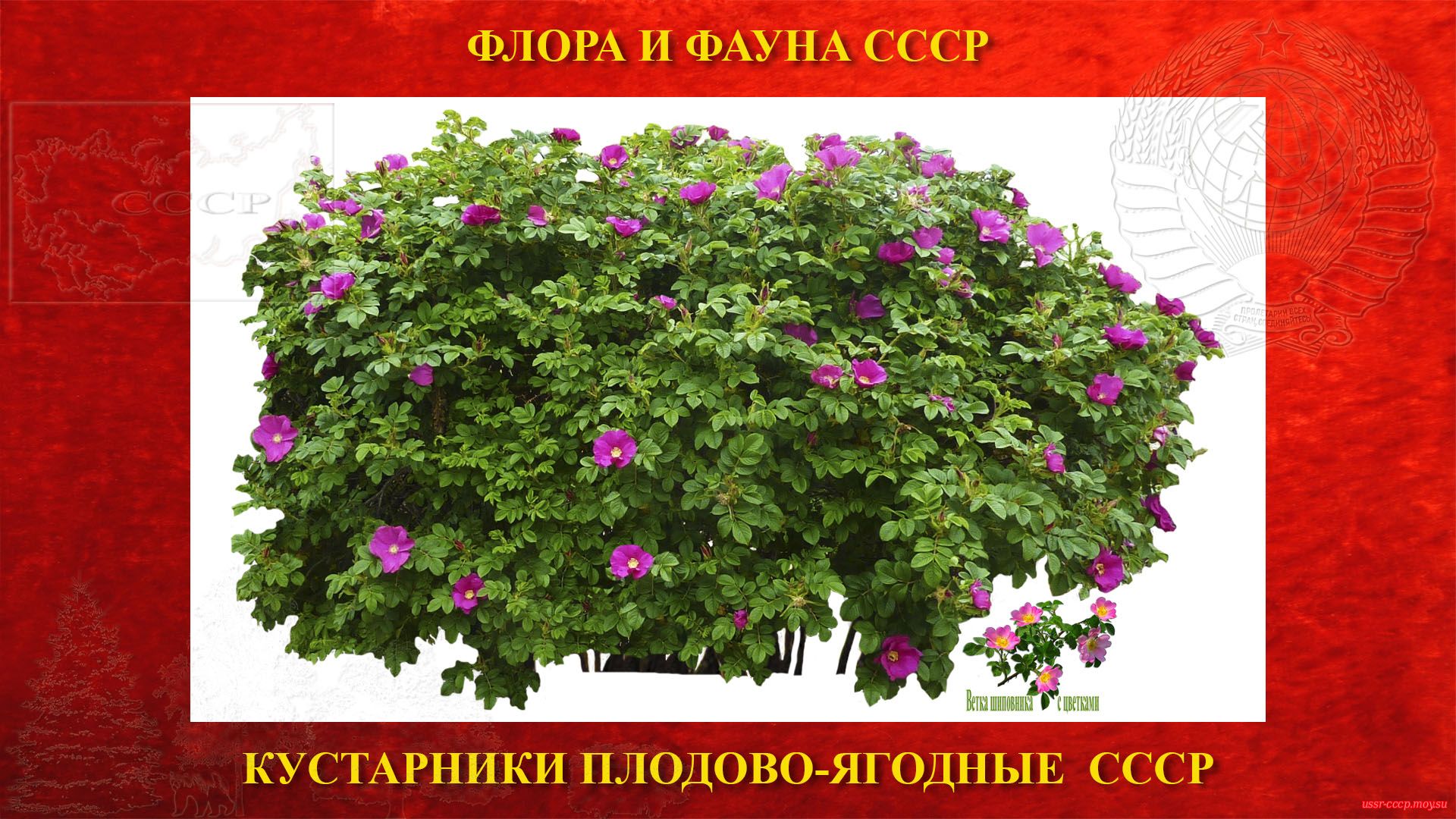 Шиповник — Кустарник плодово-ягодный — Листопадный (СССР)