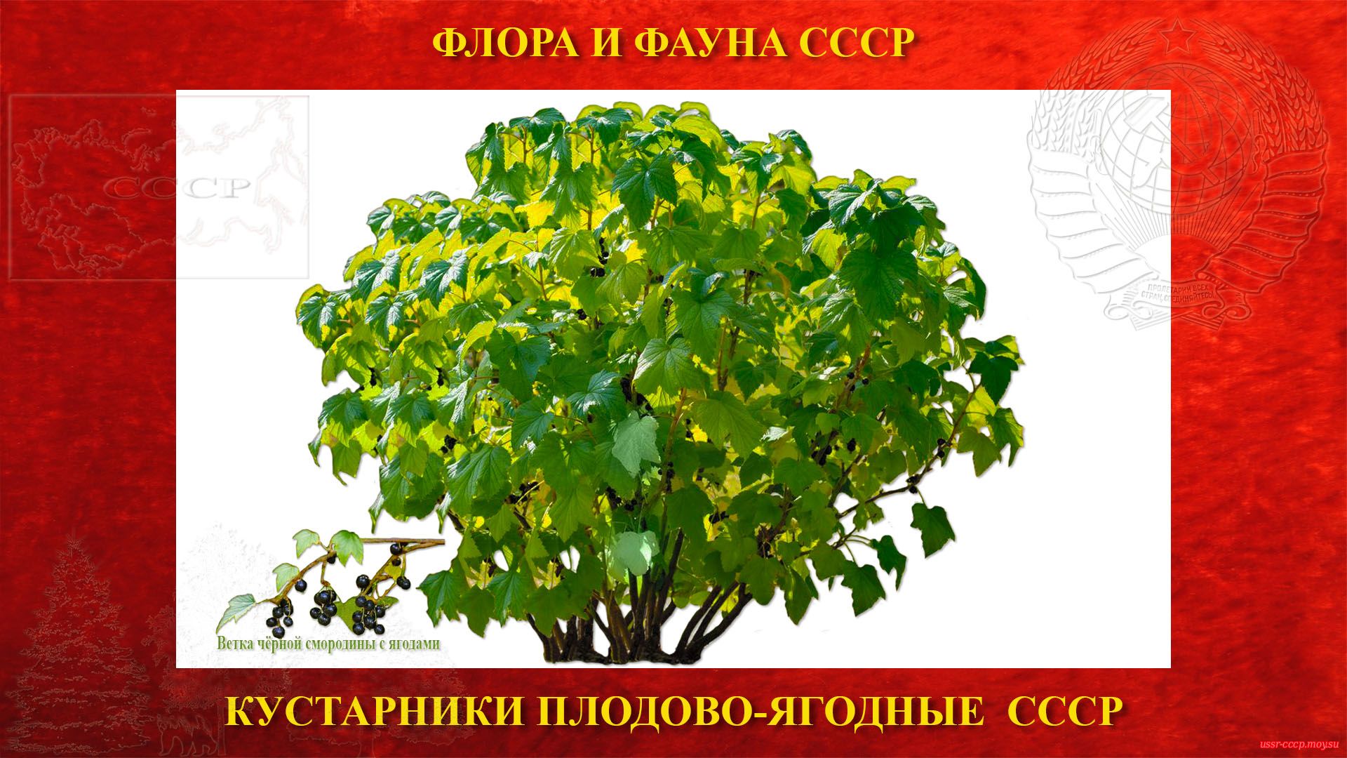 Смородина чёрная — Кустарник плодово-ягодный — Листопадный (СССР)