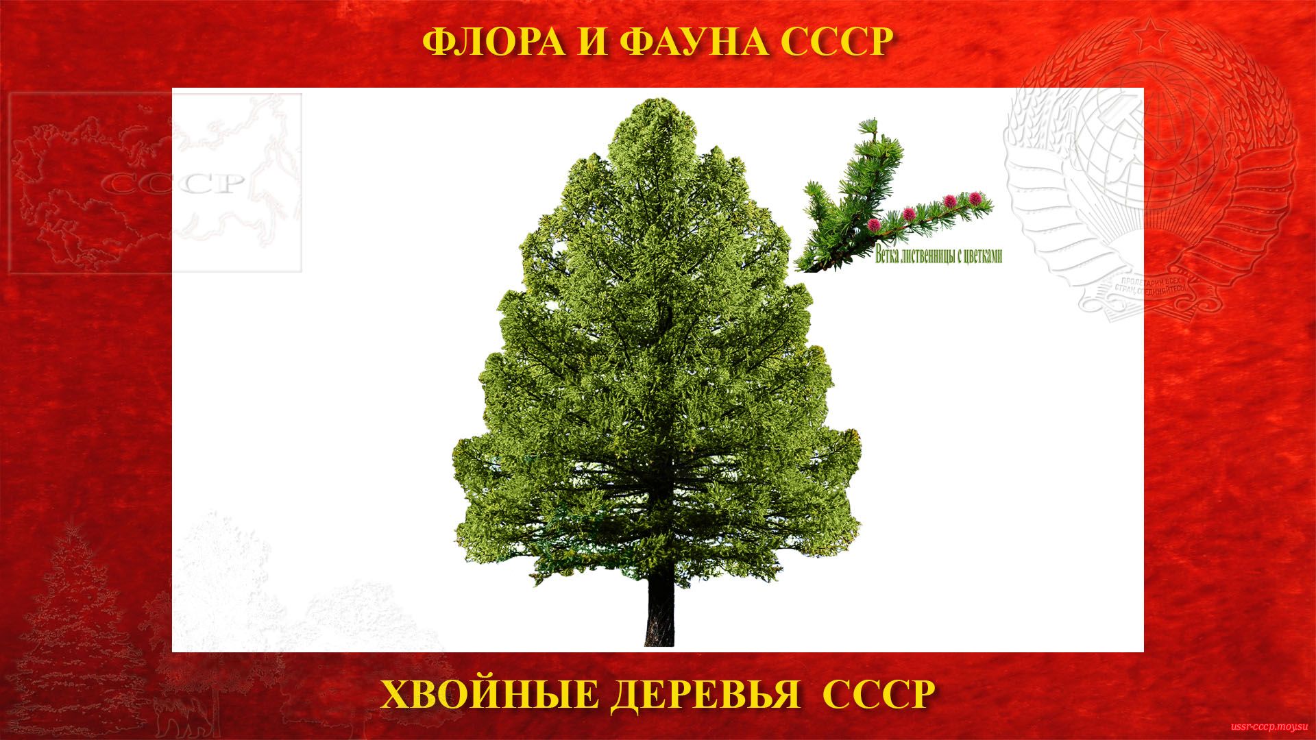 Лиственница — Хвойное дерево СССР