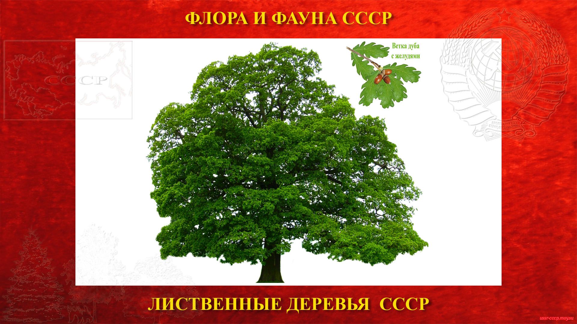Дуб — Лиственное дерево СССР