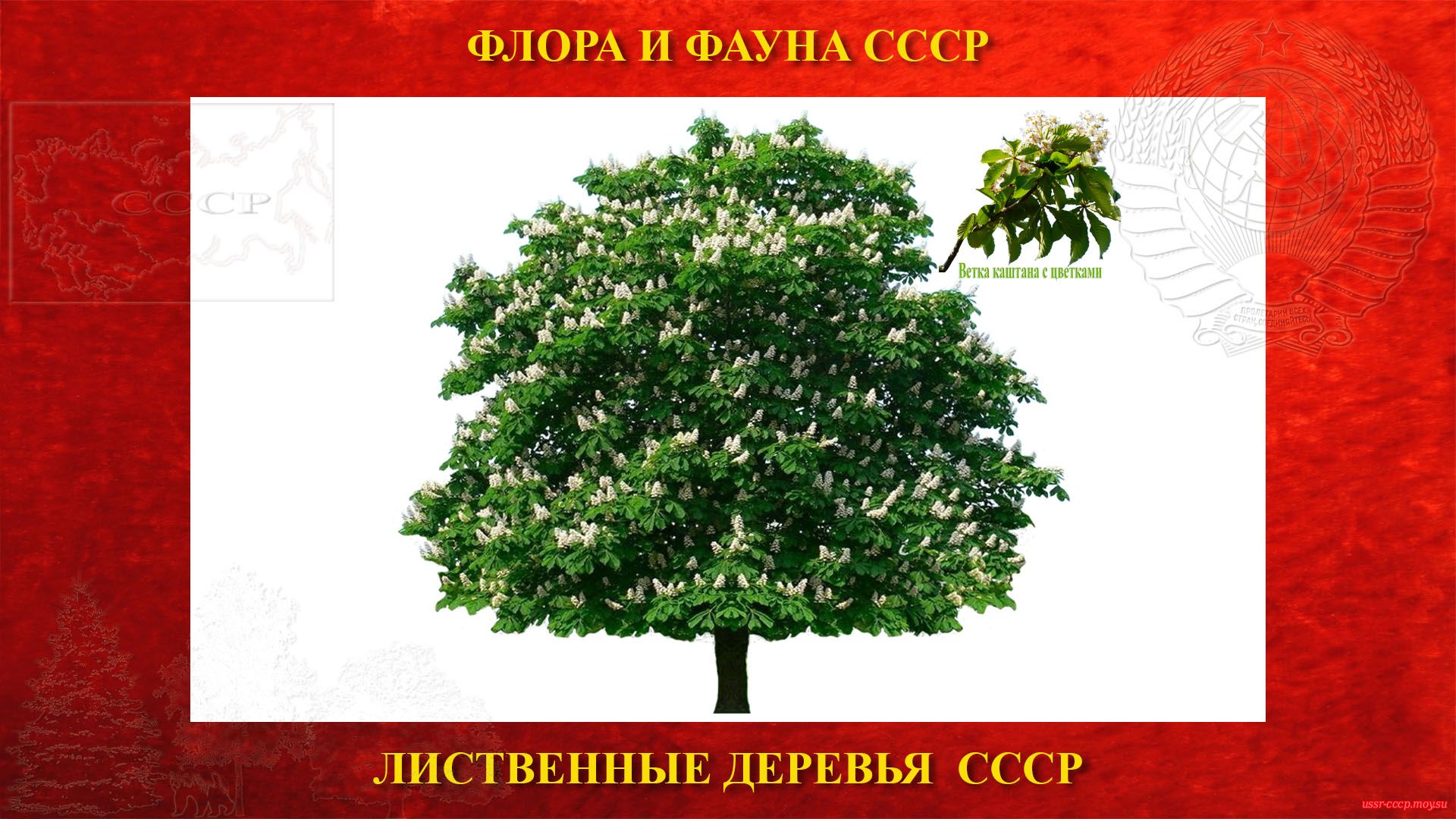 Каштан — Лиственное дерево СССР