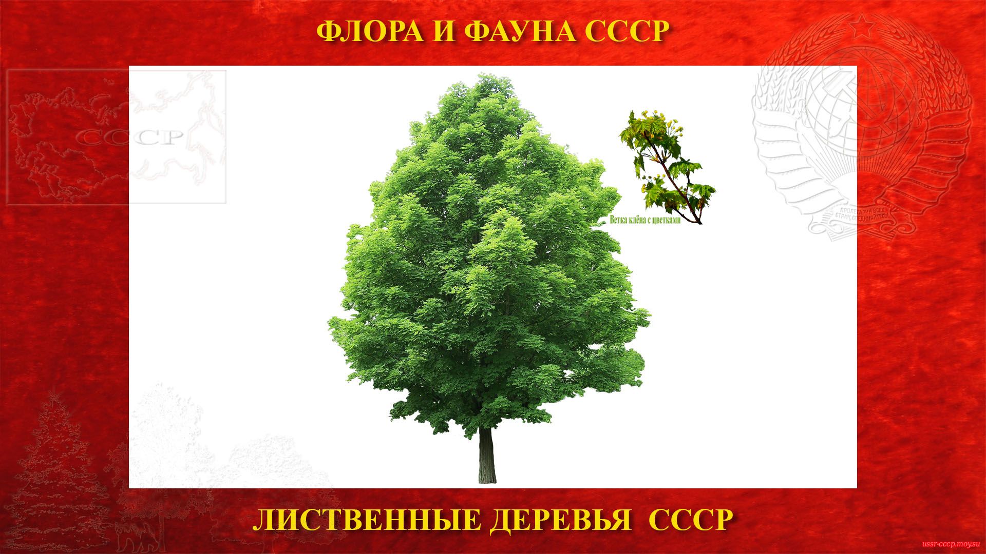 Клён — Лиственное дерево СССР
