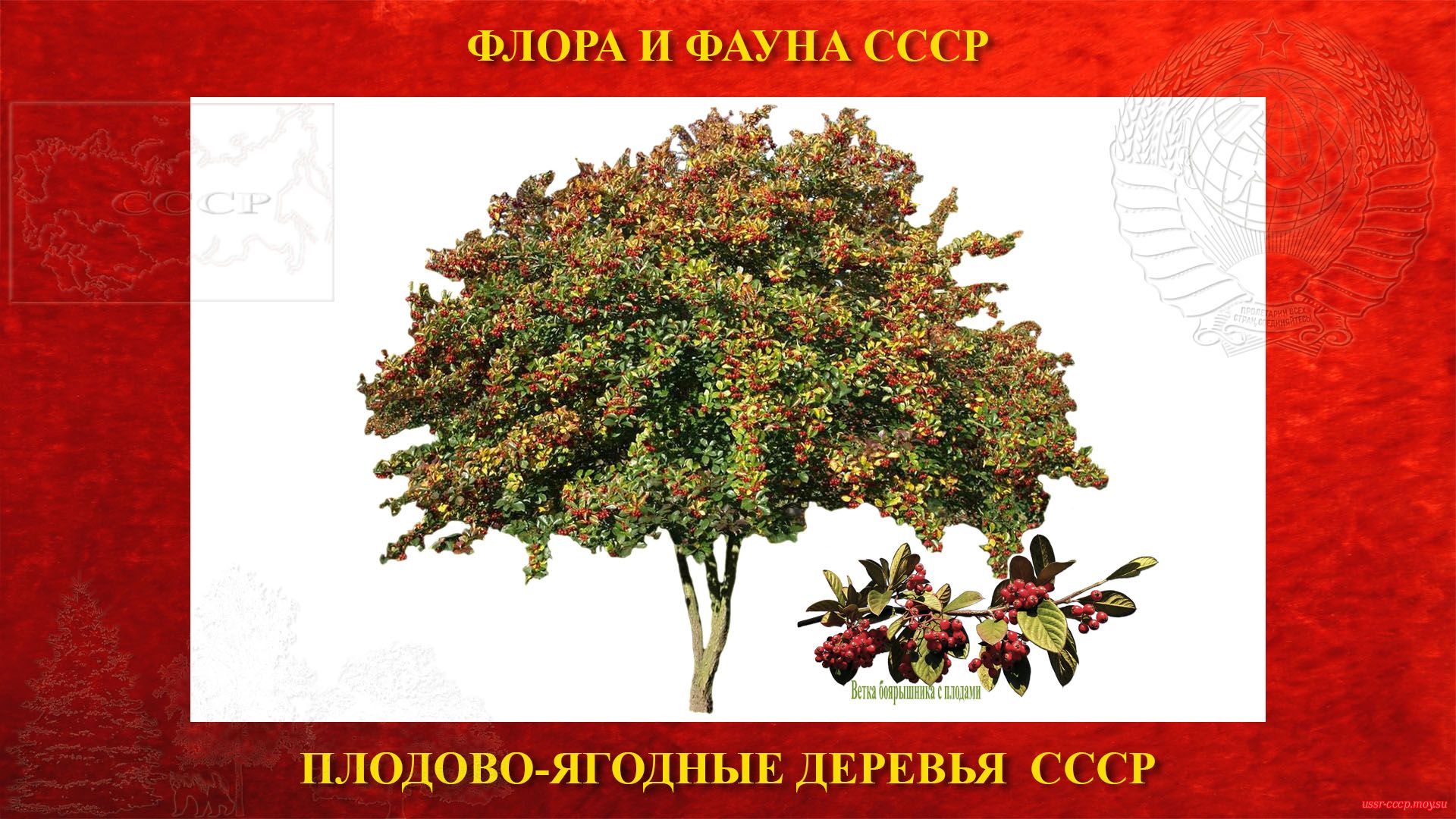 Боярышник — Дерево плодово-ягодное СССР