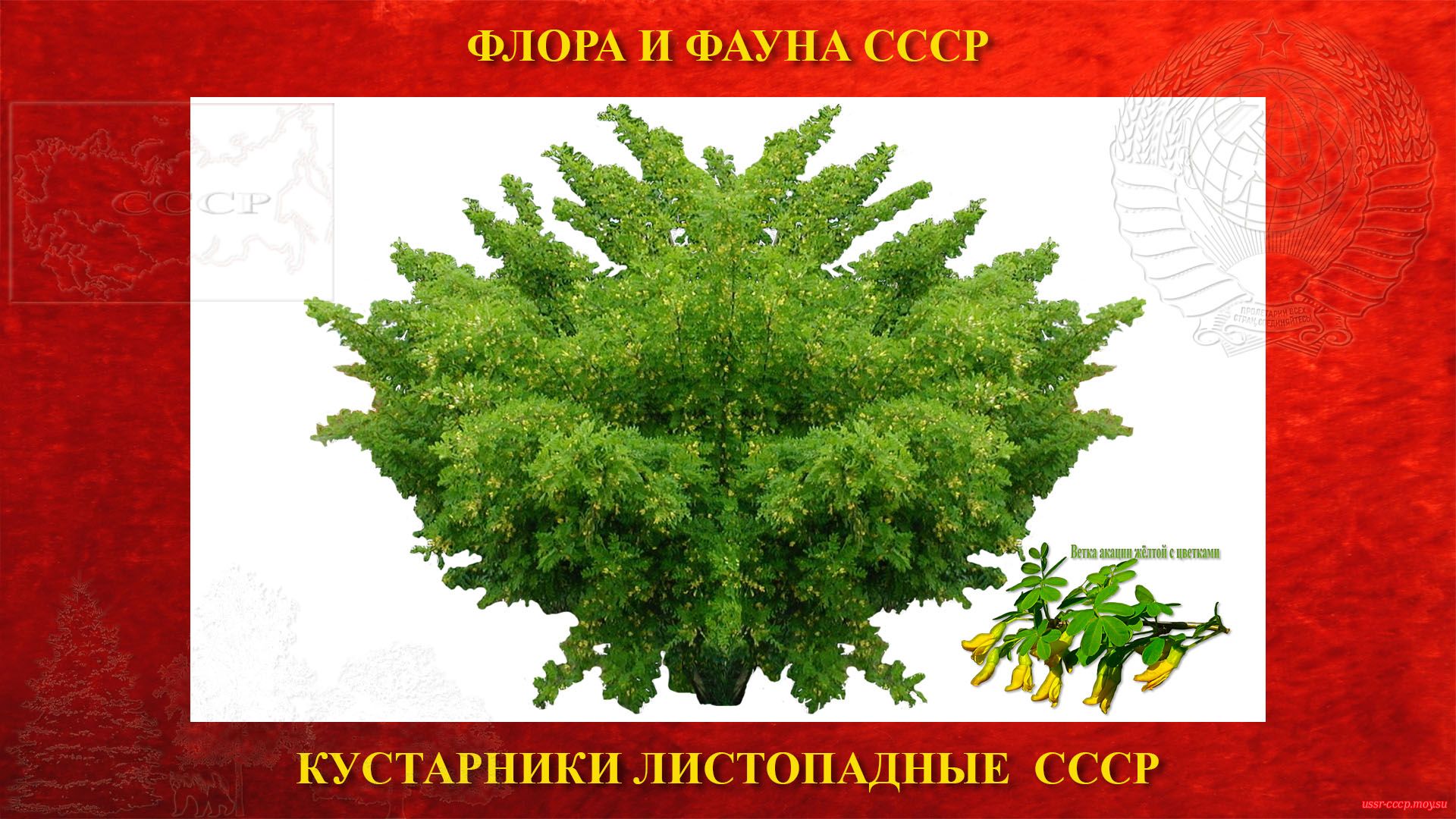 Акация жёлтая — Кустарник бобовый листопадный СССР