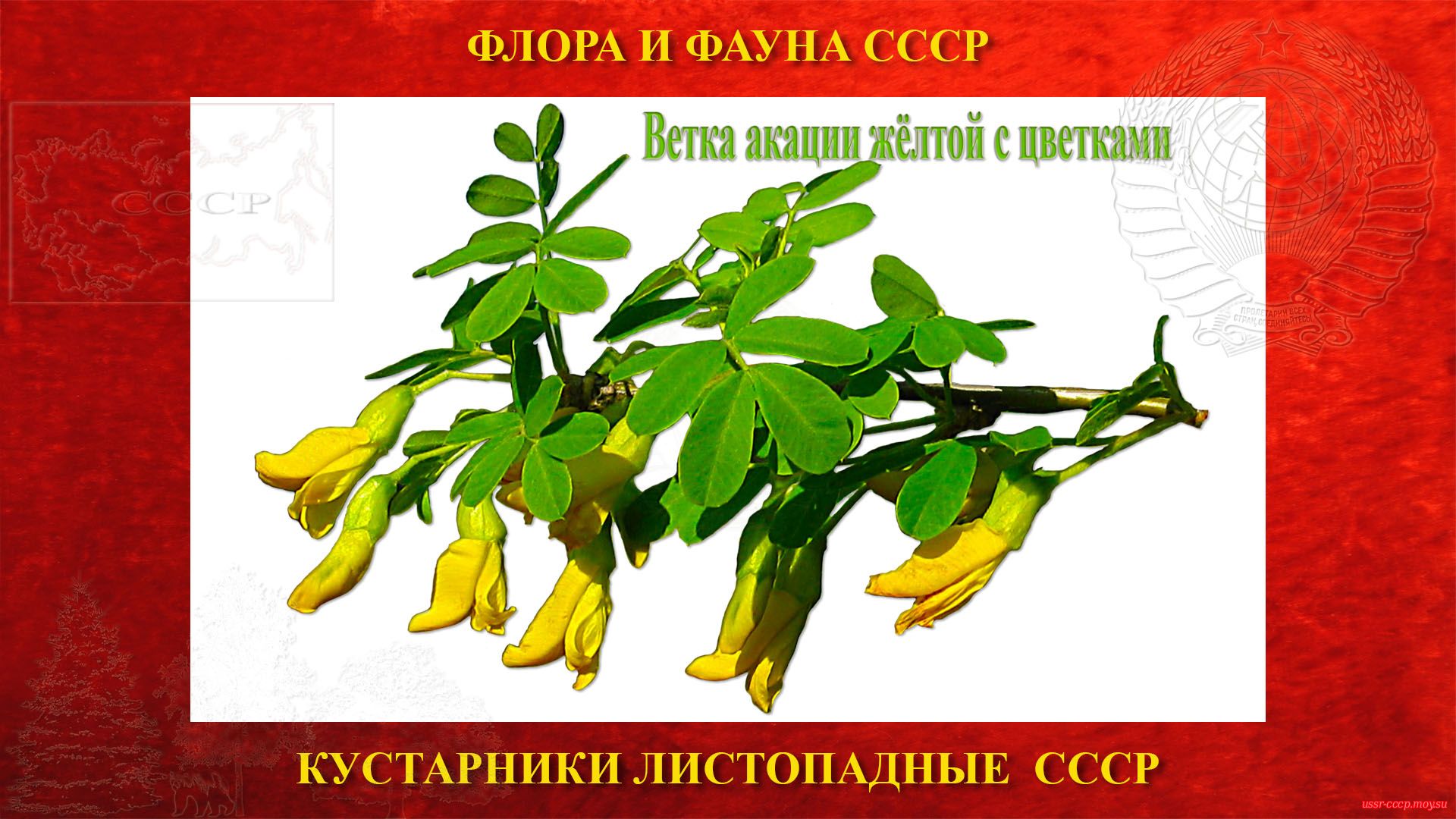Ветка акации жёлтой с цветками СССР