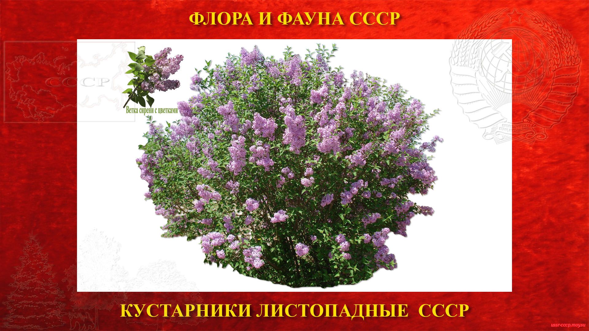 Сирень — Кустарник листопадный - цветковый СССР
