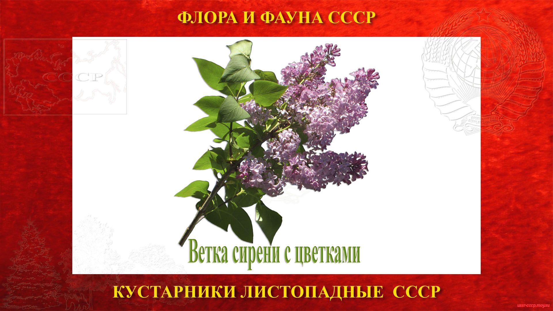 Ветка сирени с цветками СССР.