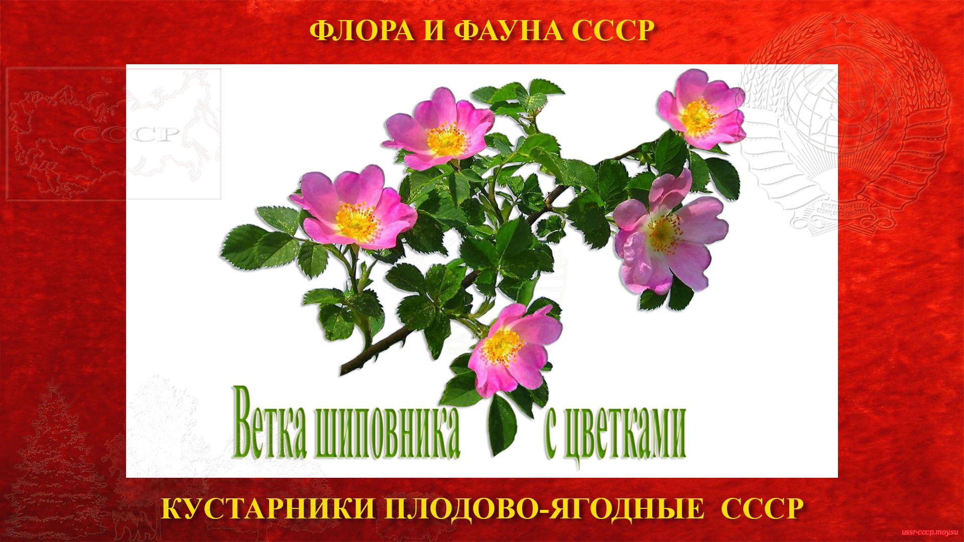 Ветка Шиповника с цветками (СССР)