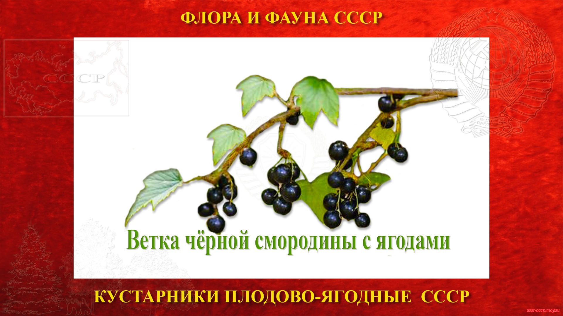 Ветка смородины чёрной с ягодами (СССР)